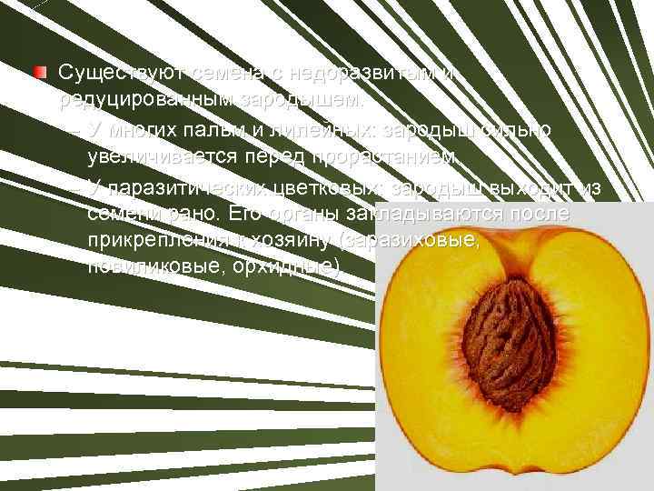 Существуют семена с недоразвитым и редуцированным зародышем. – У многих пальм и лилейных: зародыш