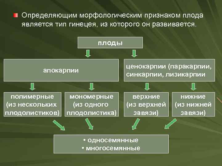 Определяющим морфологическим признаком плода является тип гинецея, из которого он развивается. плоды ценокарпии (паракарпии,