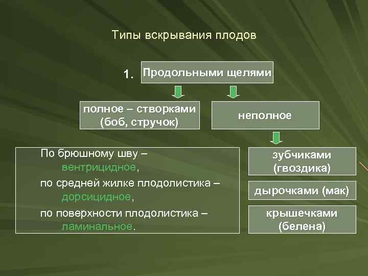 Типы вскрывания плодов 1. Продольными щелями полное – створками (боб, стручок) По брюшному шву