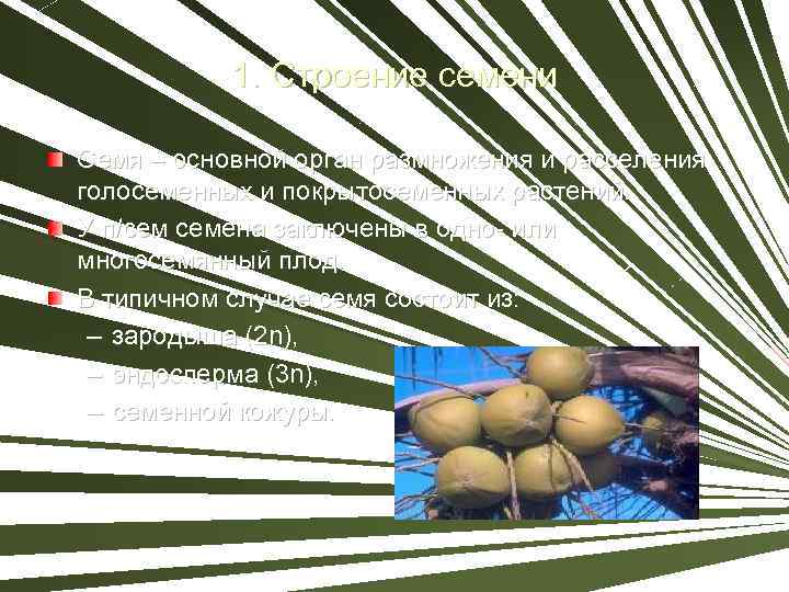 1. Строение семени Семя – основной орган размножения и расселения голосеменных и покрытосеменных растений.