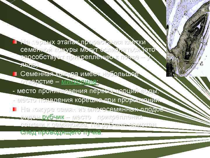 На первых этапах прорастания клетки семенной кожуры могут ослизняться (это способствует прикреплению к почве