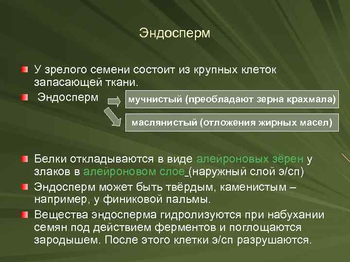 Эндосперм У зрелого семени состоит из крупных клеток запасающей ткани. Эндосперм мучнистый (преобладают зерна