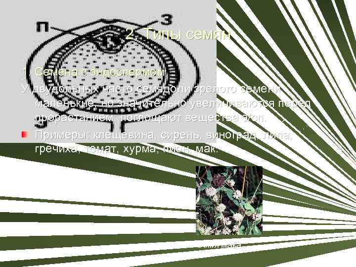 2. Типы семян 1. Семена с эндоспермом У двудольных часто семядоли зрелого семени маленькие,