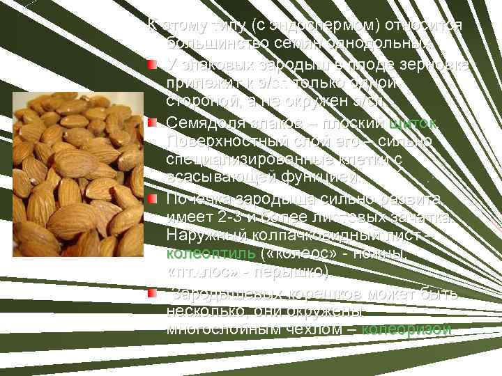 К этому типу (с эндоспермом) относится большинство семян однодольных. У злаковых зародыш в плоде