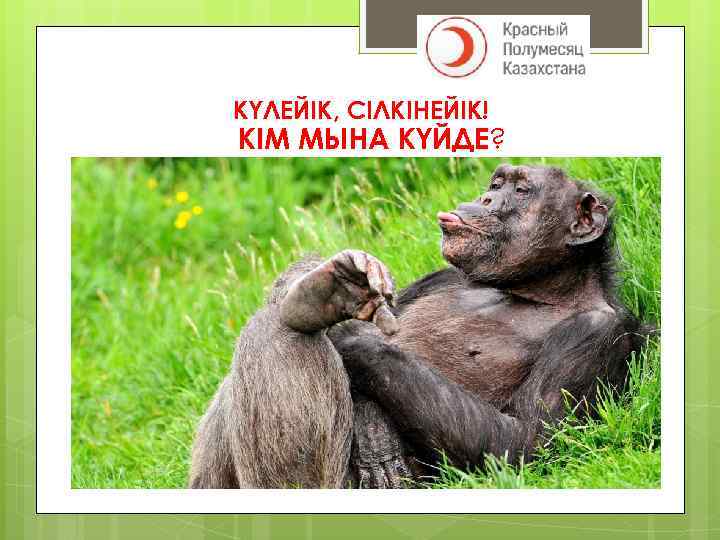 КҮЛЕЙІК, СІЛКІНЕЙІК! КІМ МЫНА КҮЙДЕ? 