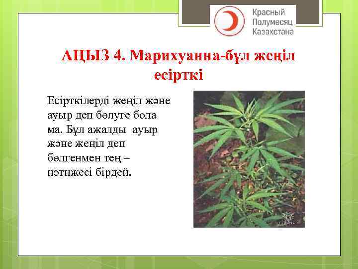 АҢЫЗ 4. Марихуанна-бұл жеңіл есірткі Есірткілерді жеңіл және ауыр деп бөлуге бола ма. Бұл