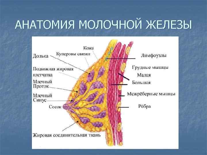 АНАТОМИЯ МОЛОЧНОЙ ЖЕЛЕЗЫ 