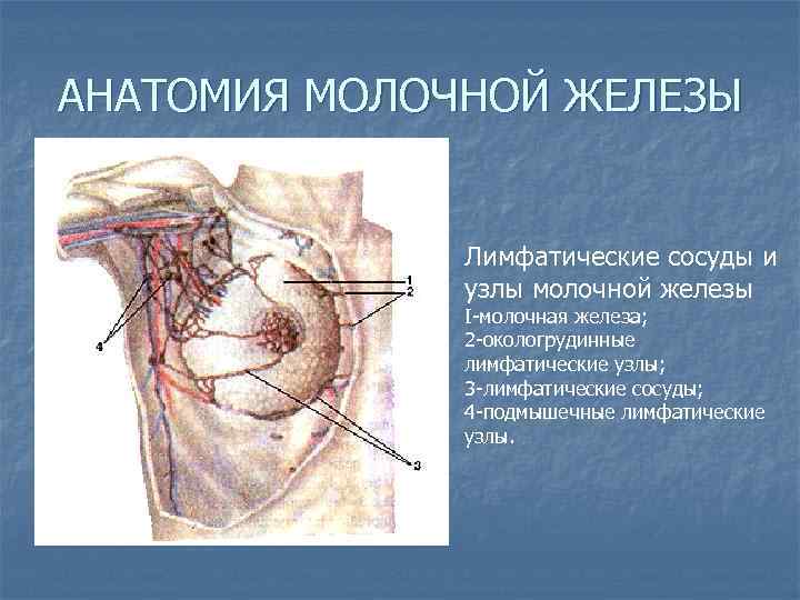 АНАТОМИЯ МОЛОЧНОЙ ЖЕЛЕЗЫ Лимфатические сосуды и узлы молочной железы I-молочная железа; 2 -окологрудинные лимфатические