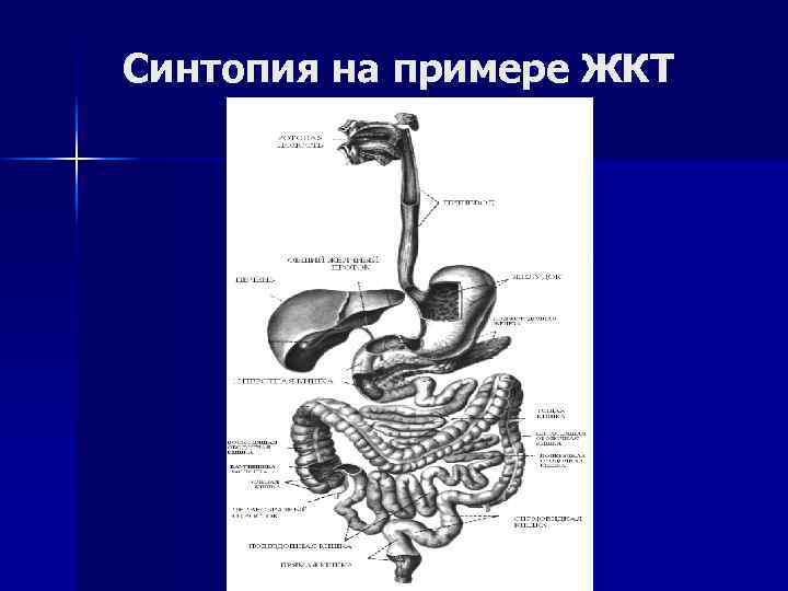 Синтопия это. Синтопия ЖКТ. Изучить синтопию желудка.