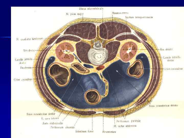 Брюшная полость картинки