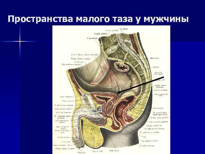 Малый таз у женщин анатомия фото с описанием