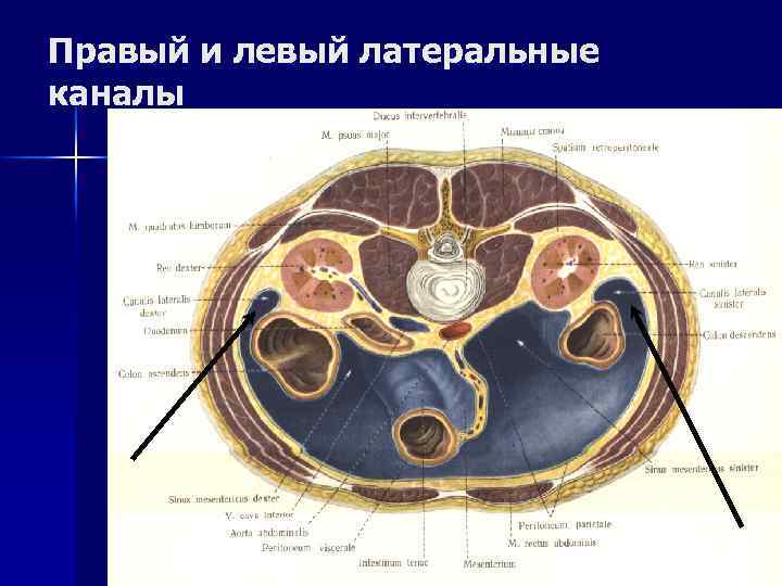 Анатомия органов брюшной полости человека в картинках