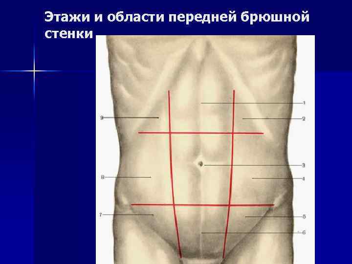 Где находится брюшная стенка у человека фото