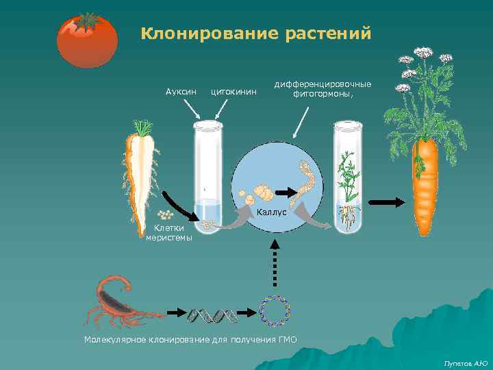 Молекулярное клонирование картинки