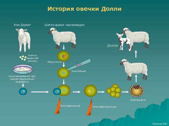 Овечка долли схема клонирования