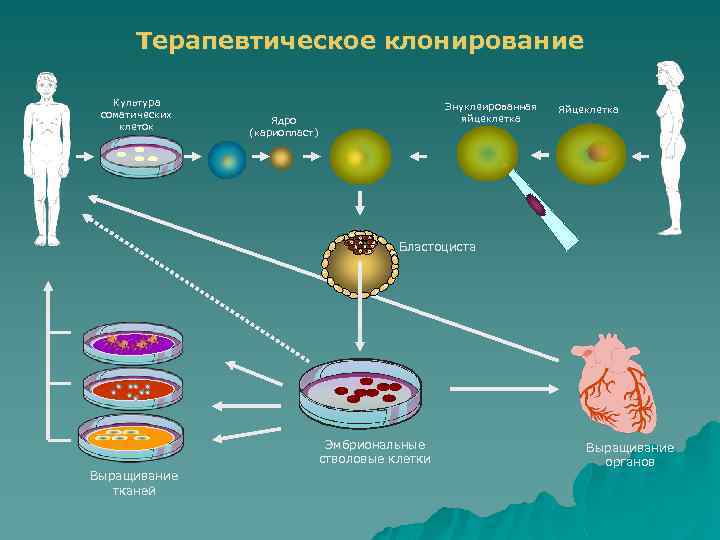 Клонирование терапевтическое схема