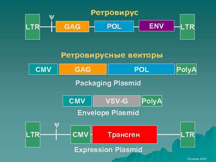 Ретровирус GAG LTR ENV POL LTR Ретровирусные векторы CMV GAG POL Poly. A Packaging