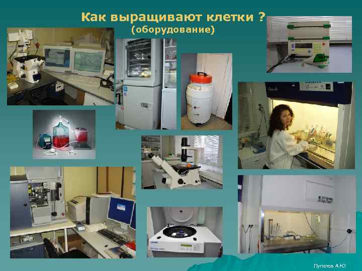 Как выращивают клетки ? (оборудование) Лупатов А. Ю 
