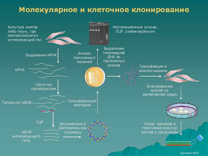 Молекулярное клонирование картинки