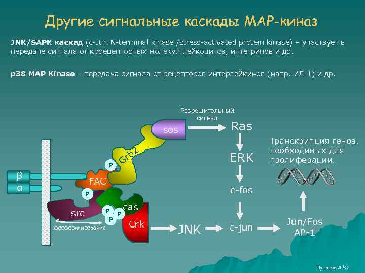 Другие сигнальные каскады MAP-киназ JNK/SAPK каскад (c-Jun N-terminal kinase /stress-activated protein kinase) – участвует