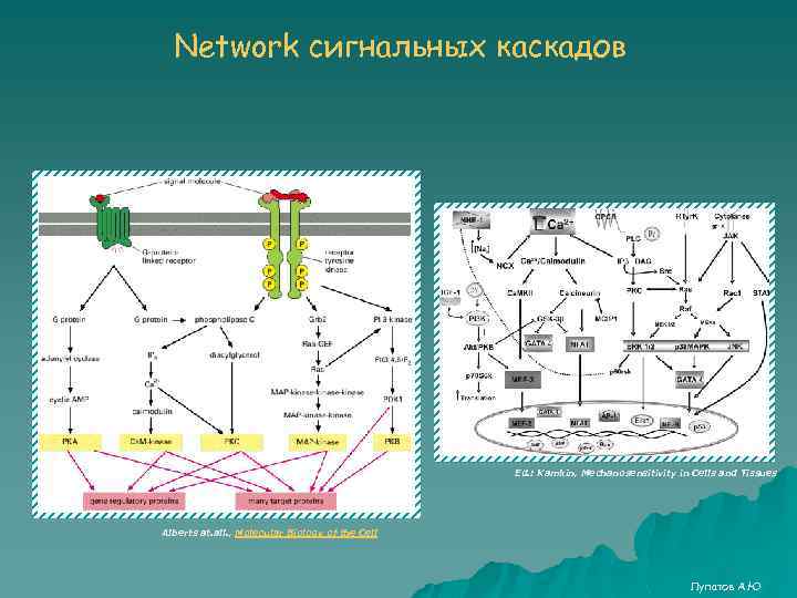 Network сигнальных каскадов Ed. : Kamkin, Mechanosensitivity in Cells and Tissues Alberts at. all.