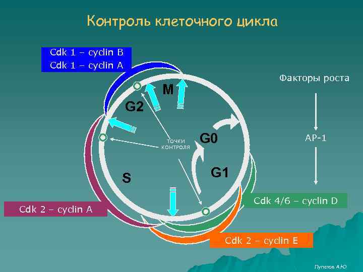 Контроль клеточного цикла Cdk 1 – cyclin B Cdk 1 – cyclin A Факторы