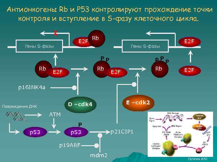 Антионкогены Rb и Р 53 контролируют прохождение точки контроля и вступление в S-фазу клеточного