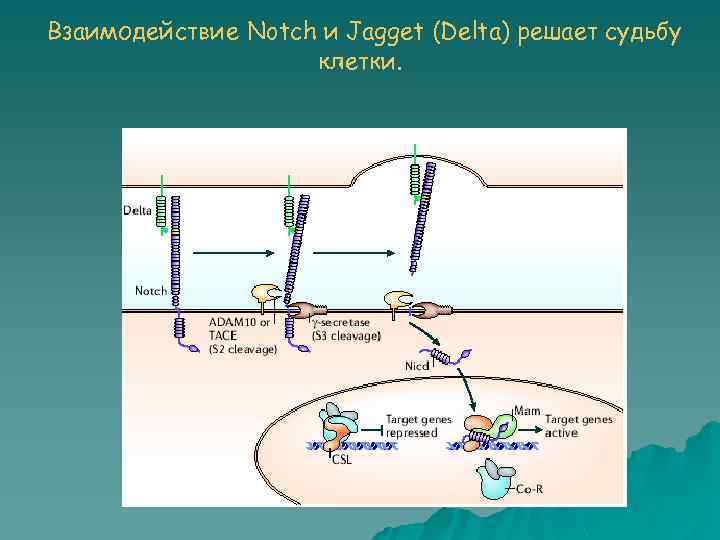 Взаимодействие Notch и Jagget (Delta) решает судьбу клетки. 