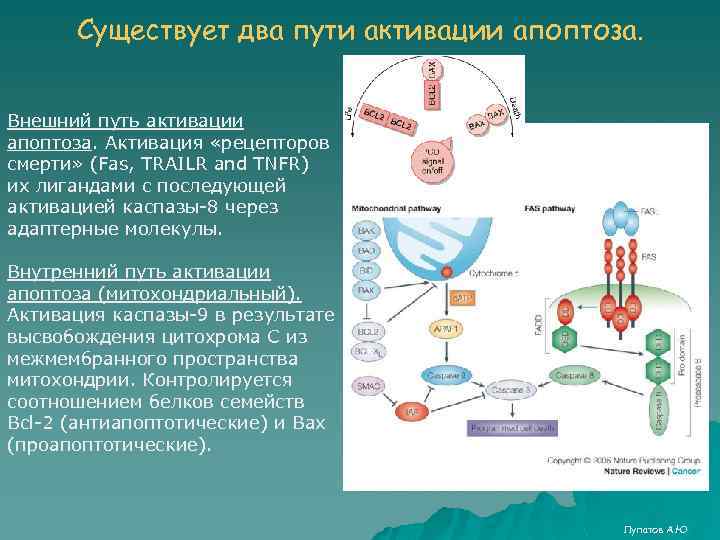 Существует два пути активации апоптоза. Внешний путь активации апоптоза. Активация «рецепторов смерти» (Fas, TRAILR