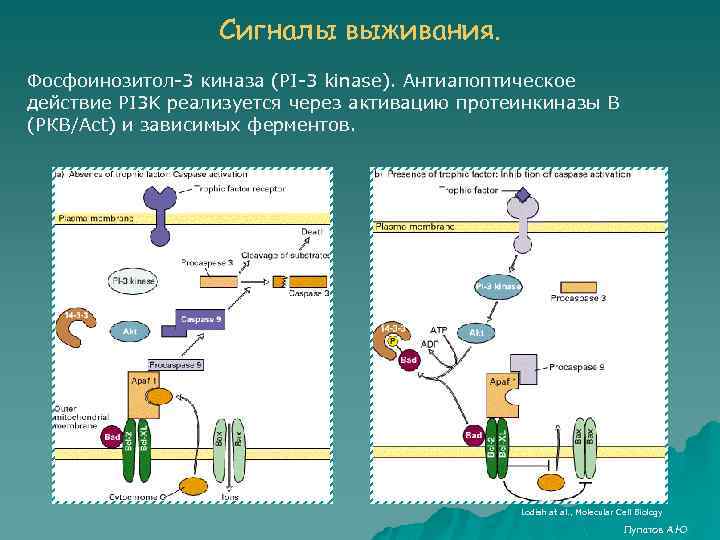 Сигналы выживания. Фосфоинозитол-3 киназа (PI-3 kinase). Антиапоптическое действие PI 3 K реализуется через активацию