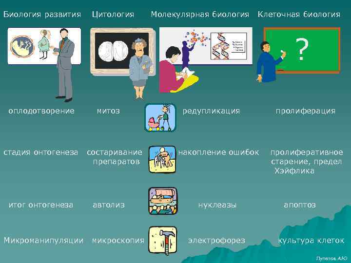 Биология развития Цитология Молекулярная биология Клеточная биология ? оплодотворение стадия онтогенеза итог онтогенеза Микроманипуляции