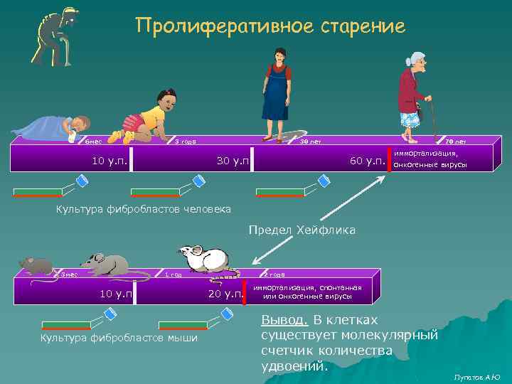 Пролиферативное старение 6 мес 3 года 10 у. п. 30 лет 30 у. п.