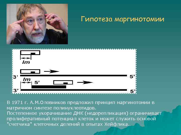 Гипотеза маргинотомии В 1971 г. А. М. Оловников предложил принцип маргинотомии в матричном синтезе