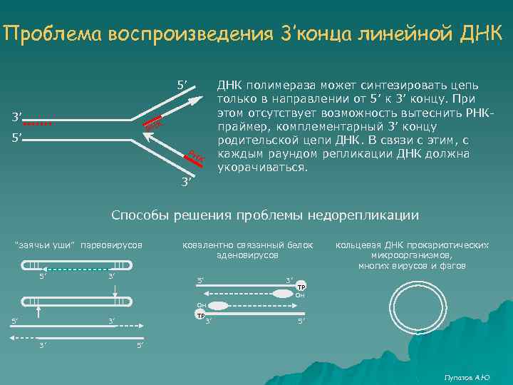 Проблема воспроизведения 3’конца линейной ДНК 5’ 3’ ДНК полимераза может синтезировать цепь только в