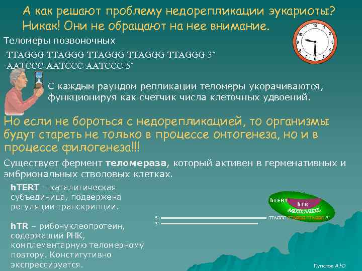 А как решают проблему недорепликации эукариоты? Никак! Они не обращают на нее внимание. Теломеры