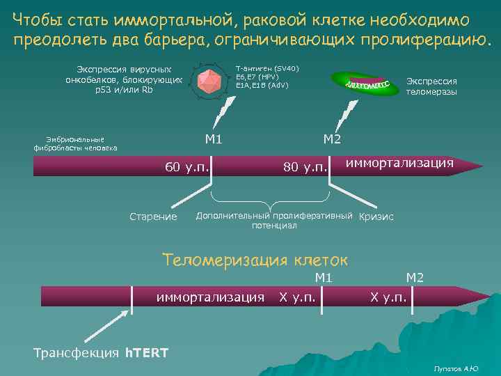 Чтобы стать иммортальной, раковой клетке необходимо преодолеть два барьера, ограничивающих пролиферацию. Экспрессия вирусных онкобелков,