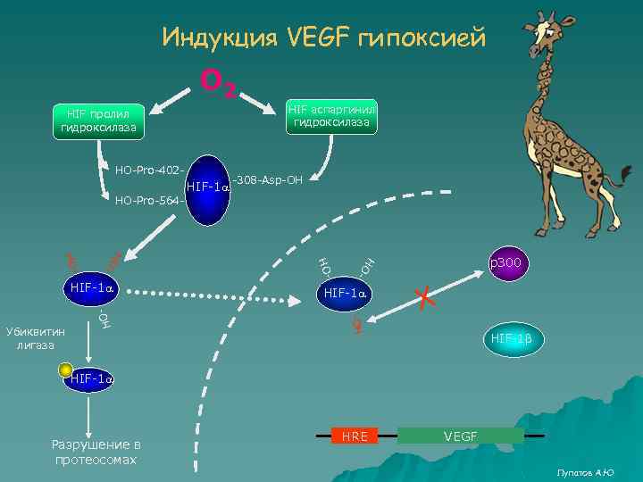 Индукция VEGF гипоксией О 2 HIF аспаргинил гидроксилаза HIF пролил гидроксилаза HО-Pro-402 - HIF-1