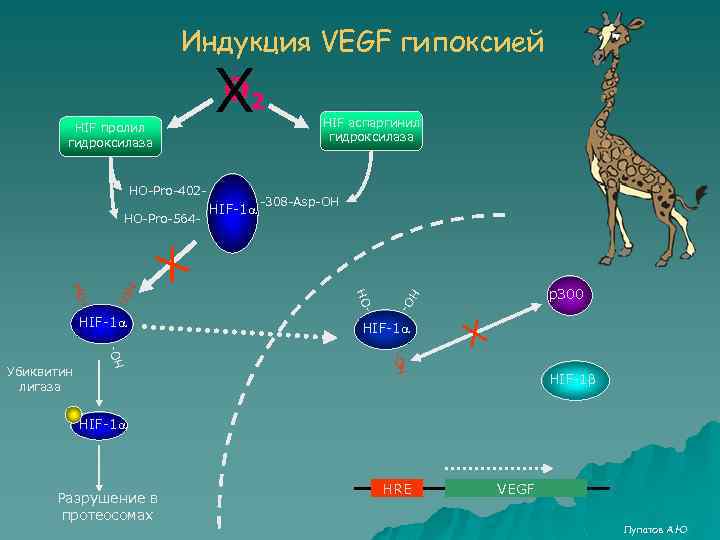 Индукция VEGF гипоксией О Х 2 HО-Pro-402 HО-Pro-564 - - HО- р300 HO -