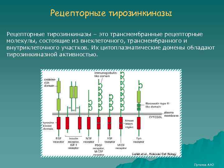 Рецепторные тирозинкиназы – это трансмембранные рецепторные молекулы, состоящие из внеклеточного, трансмембранного и внутриклеточного участков.