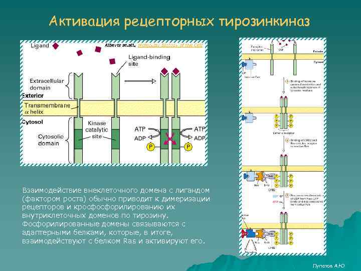 Активация рецепторных тирозинкиназ Alberts at. all. , Molecular Biology of the Cell Взаимодействие внеклеточного