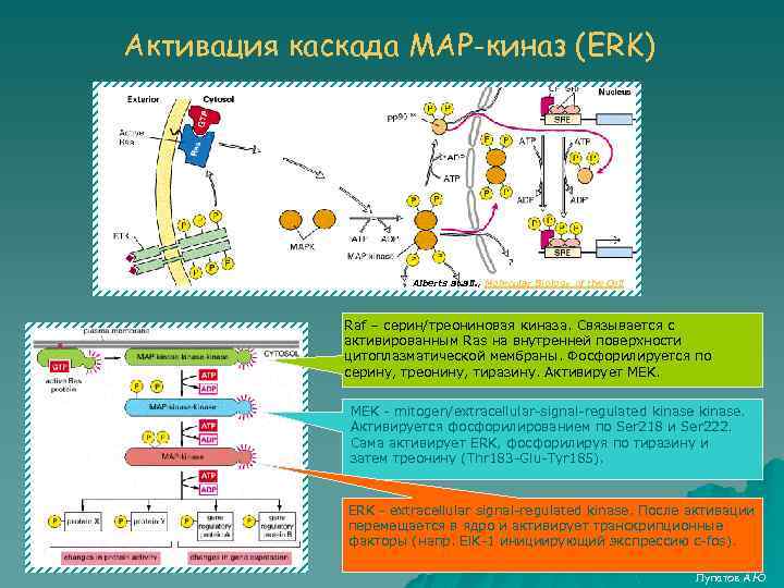 Активация каскада MAP-киназ (ERK) Alberts at. all. , Molecular Biology of the Cell Raf