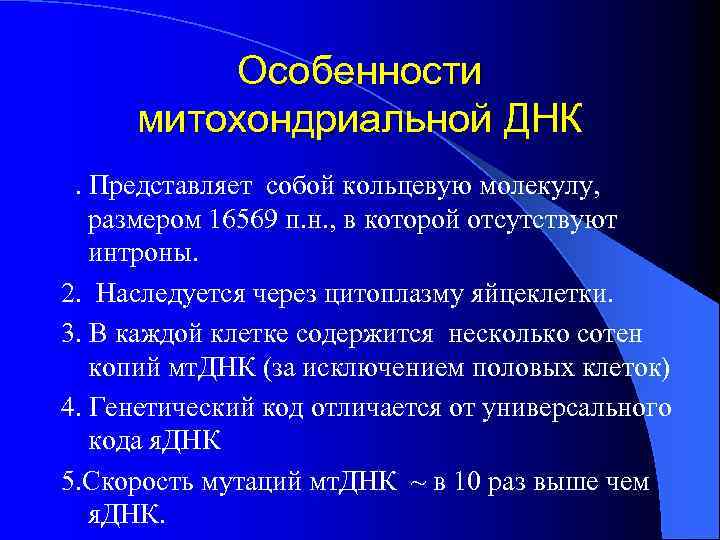 Особенности митохондриальной ДНК 1. Представляет собой кольцевую молекулу, размером 16569 п. н. , в