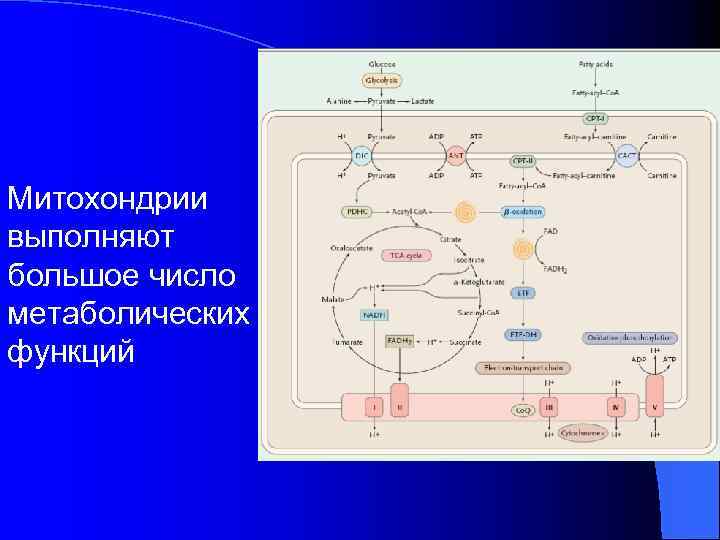 Митохондрии выполняют большое число метаболических функций 