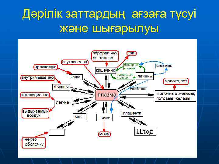 Дәрілік заттардың ағзаға түсуі және шығарылуы Плод 