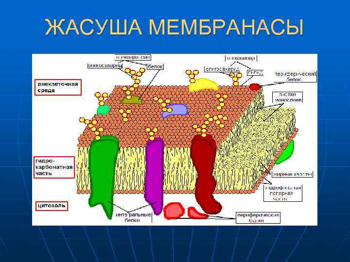 ЖАСУША МЕМБРАНАСЫ 