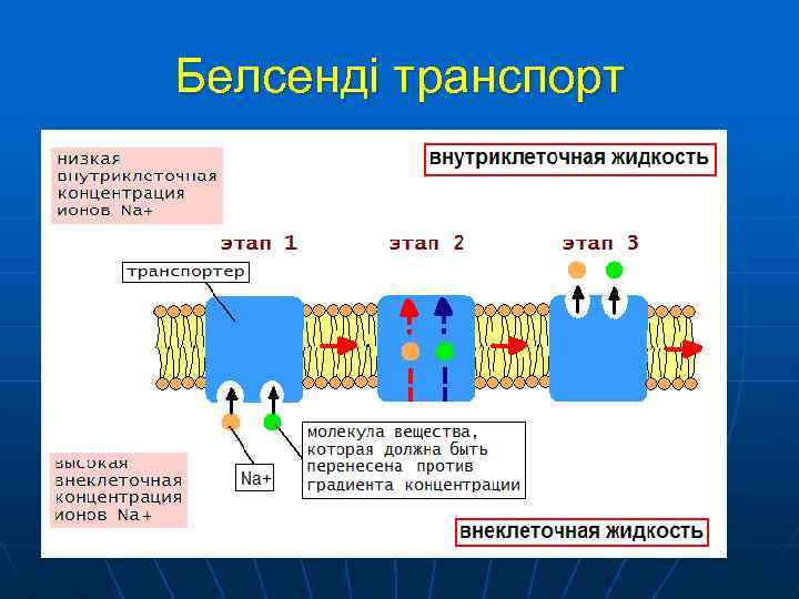 Белсенді транспорт 