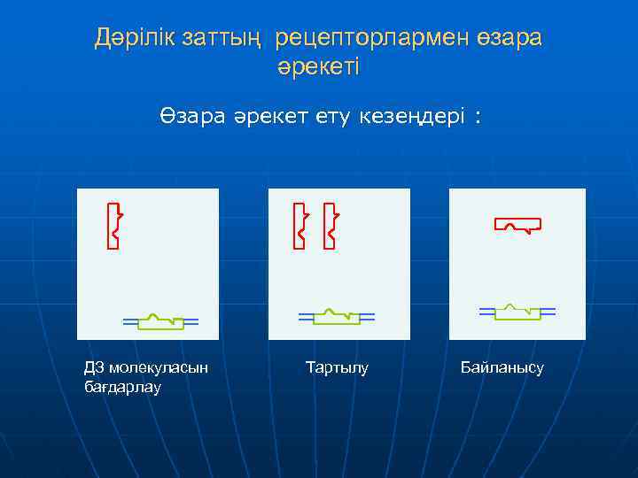 Дәрілік заттың рецепторлармен өзара әрекеті Өзара әрекет ету кезеңдері : ДЗ молекуласын бағдарлау Тартылу