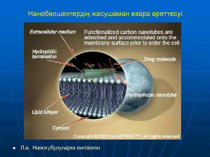 Нанобөлшектердің жасушаман өзара әреттесуі n Л. в. Нанотубулуларға енгізілген 