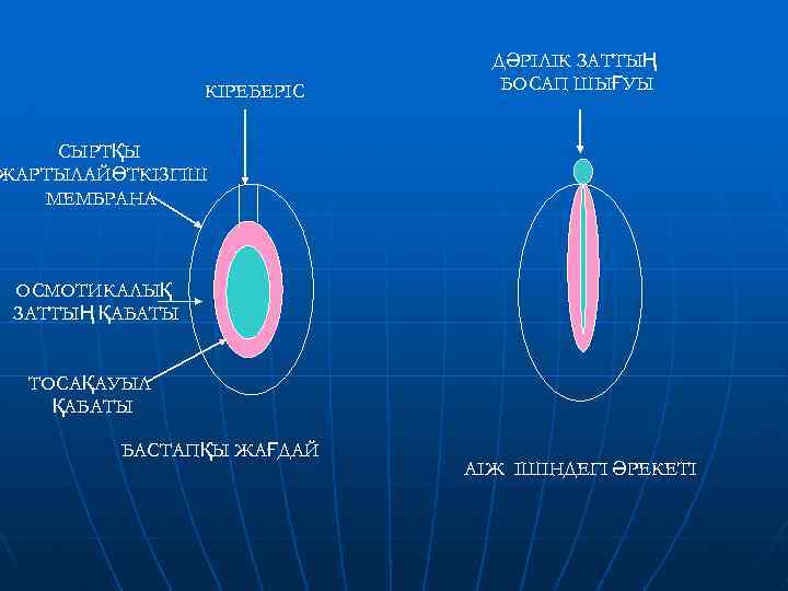 КІРЕБЕРІС ДӘРІЛІК ЗАТТЫҢ БОСАП ШЫҒУЫ СЫРТҚЫ ЖАРТЫЛАЙӨТКІЗГІШ МЕМБРАНА ОСМОТИКАЛЫҚ ЗАТТЫҢ ҚАБАТЫ ТОСАҚАУЫЛ ҚАБАТЫ БАСТАПҚЫ