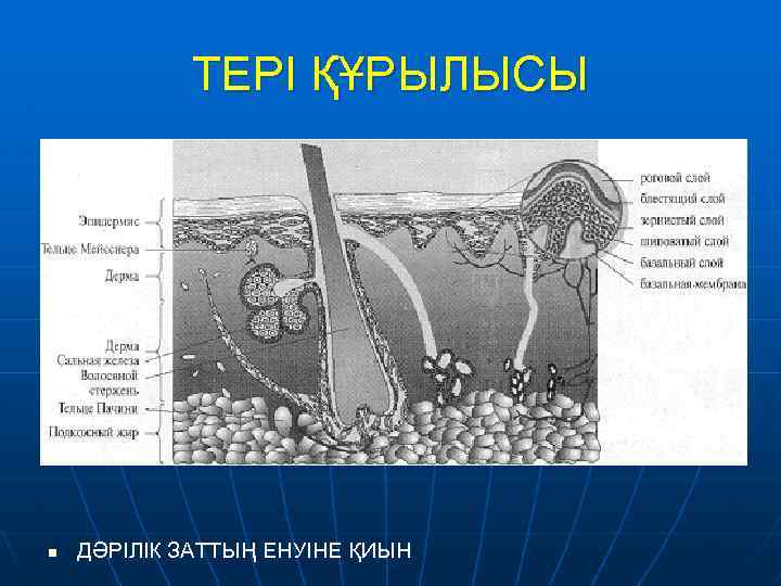 ТЕРІ ҚҰРЫЛЫСЫ n ДӘРІЛІК ЗАТТЫҢ ЕНУІНЕ ҚИЫН 